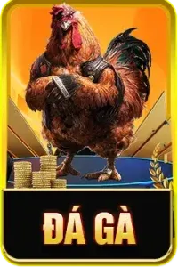 đá gà